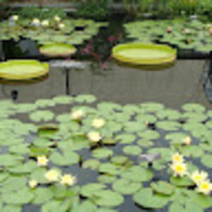 Meet your Posher, Elsa